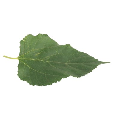 Yaprak koleksiyonu beyaz arkaplanda izole edildi.