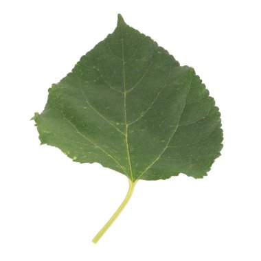 Yaprak koleksiyonu beyaz arkaplanda izole edildi.