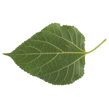 Yaprak koleksiyonu beyaz arkaplanda izole edildi.