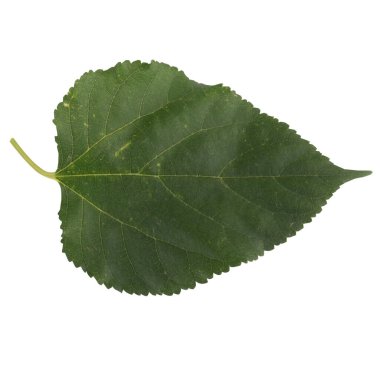 Yaprak koleksiyonu beyaz arkaplanda izole edildi.