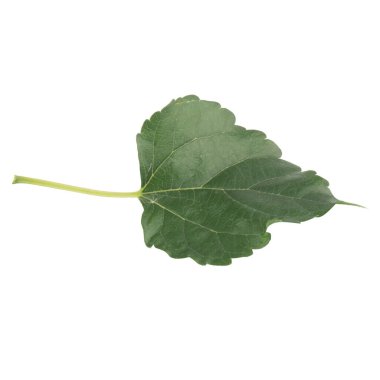 Yaprak koleksiyonu beyaz arkaplanda izole edildi.