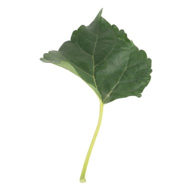 Yaprak koleksiyonu beyaz arkaplanda izole edildi.