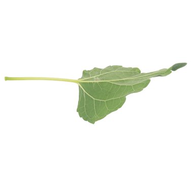 Yaprak koleksiyonu beyaz arkaplanda izole edildi.