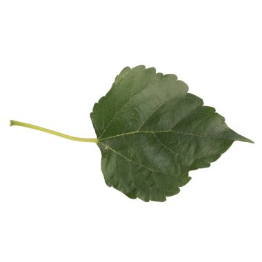 Yaprak koleksiyonu beyaz arkaplanda izole edildi.