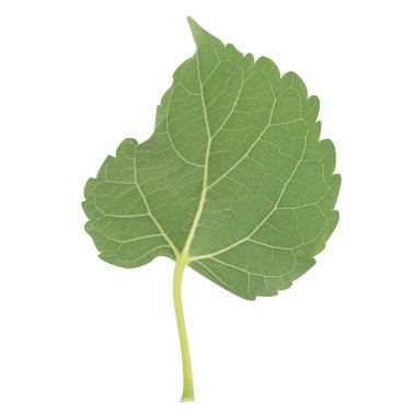 Yaprak koleksiyonu beyaz arkaplanda izole edildi.