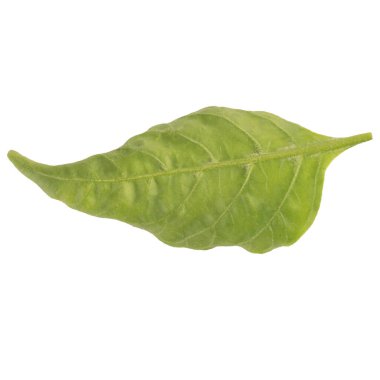 Yaprak koleksiyonu beyaz arkaplanda izole edildi.