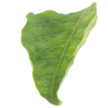 Yaprak koleksiyonu beyaz arkaplanda izole edildi.