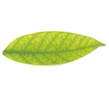 Yaprak koleksiyonu beyaz arkaplanda izole edildi.