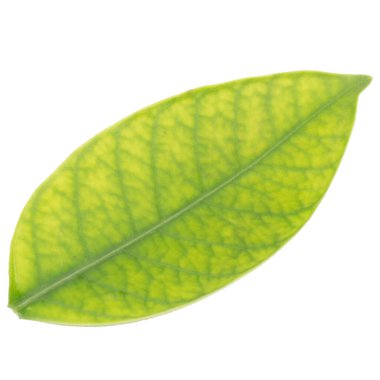 Yaprak koleksiyonu beyaz arkaplanda izole edildi.