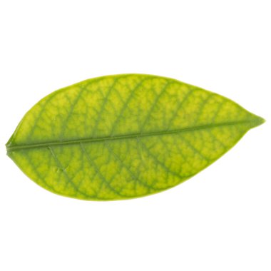 Yaprak koleksiyonu beyaz arkaplanda izole edildi.