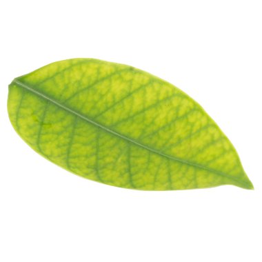 Yaprak koleksiyonu beyaz arkaplanda izole edildi.
