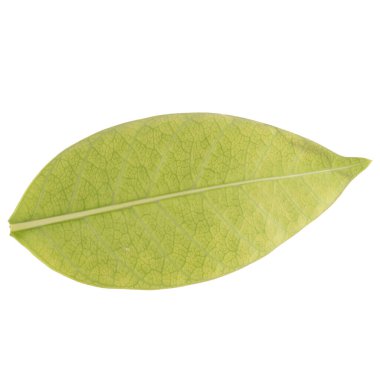 Yaprak koleksiyonu beyaz arkaplanda izole edildi.