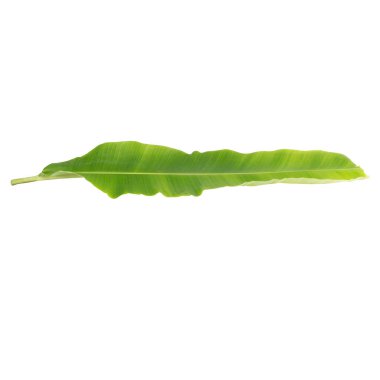 Beyaz arkaplanda muz yaprağı izole.