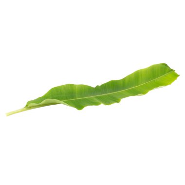 Beyaz arkaplanda muz yaprağı izole.