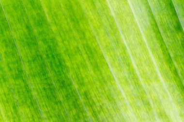 Beyaz arkaplanda izole edilmiş muz yaprağı dokusu.