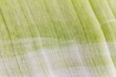 Beyaz arkaplanda izole edilmiş muz yaprağı dokusu.