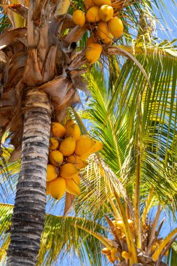 Güneşli bir günde tropikal palmiye ağacında asılı sarı olgun hindistan cevizleri..