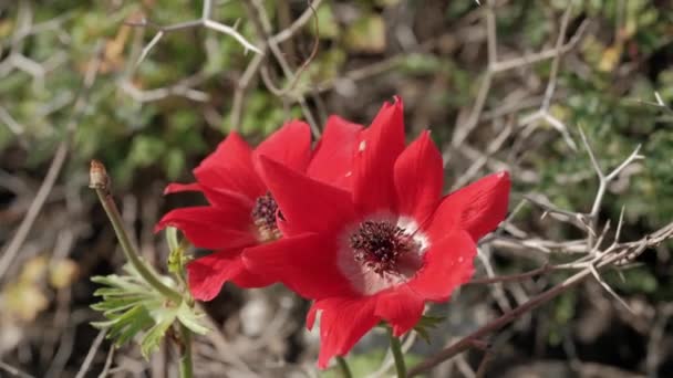 红色的罂粟在干枯的草丛中盛开 — 图库视频影像