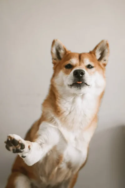 Красная Собака Сиба Ину Даёт Лапу Хозяину Показывает Язык Фотография — стоковое фото