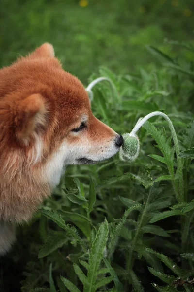 Anjing Shiba Inu Merah Jepang Mengendus Kuncup Bunga Poppy Hijau — Stok Foto