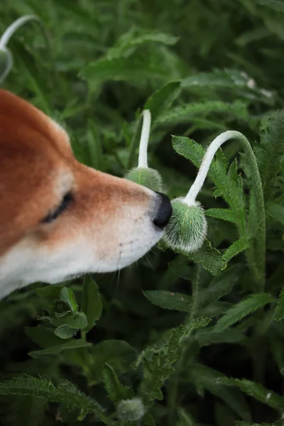 Japon kırmızı köpeği yeşil gelincik çiçeği tomurcuğunu kokluyor. Bahar doğası. Şirin shiba inu dog.