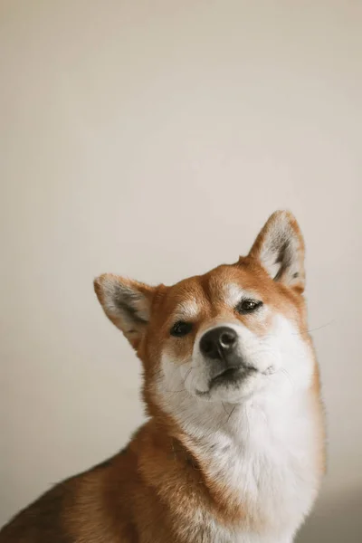 Portrait Japanese Red Dog Shiba Inu Cheerful Cute Dog — Stock Photo, Image