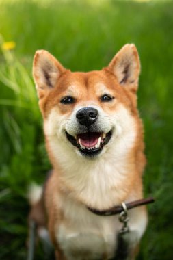 Japon kırmızı köpeği shiba inu 'nun portresi yeşil çimenlerde oturur ve kurnazca gülümser. Mutlu ve neşeli shiba inu dog