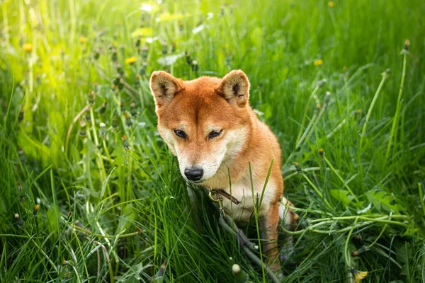 Kırmızı shiba inu köpek bahar yeşili çimenlerde oynuyor. Komik Japon köpeği shiba inu tilkiye benziyor..