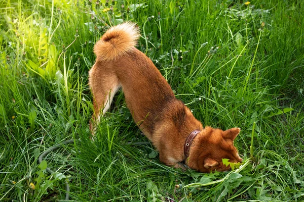 红色的狗儿在春绿的草地上玩耍 有趣的日本狗巴狗 — 图库照片