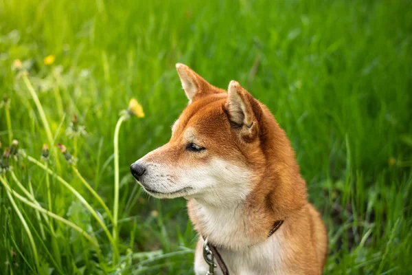 Ritratto Cane Rosso Giapponese Shiba Inu Cane Siede Nell Erba — Foto Stock
