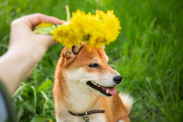 Japanese red shiba inu dog smiles with a yellow wreath of dandelion flowers on his head. Cheerful and cute shiba inu