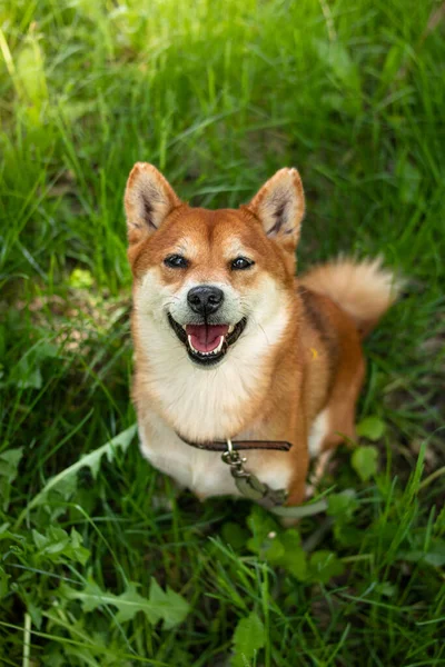 Japonês Cão Vermelho Shiba Inu Senta Grama Verde Sorri Fofinho — Fotografia de Stock