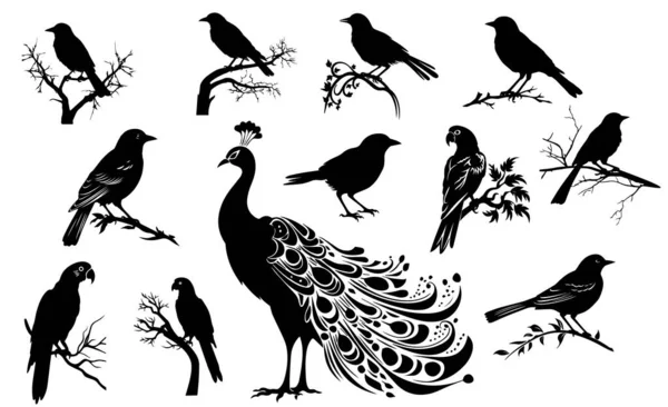 The big set of  wild birds silhouettes and icons. Illustations of bird on tree.