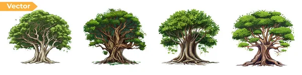 Ağaç vektör çizimi. Banyan ağacı vektör kümesinin kökleri. Mangrov bitkisi.