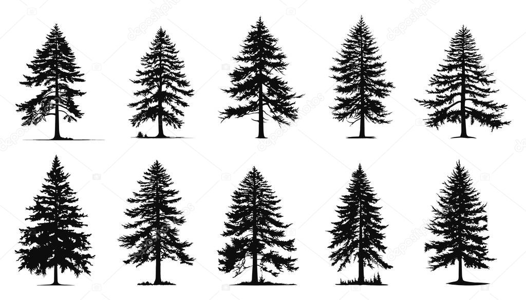 Coniferous tree isolated silhouettes set. Pine tree and fir tree flat icons. Elements for your design works. Vector illustration