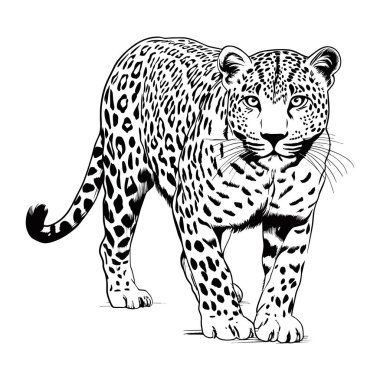 Hayvanat bahçesi. Afrika faunası. Puma, leopar, vahşi kedi, koguar, dağ aslanı. Dövme tasarımı, amblem, rozet ve tişört izi için el çizimi. Vahşi hayvan oyması. Klasik klasikleşmiş görüntü ai