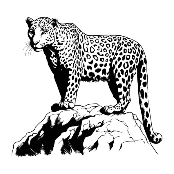 Zoo African Fauna Puma Leopard Wild Cat Coguar Mountain Lion — Stock Vector