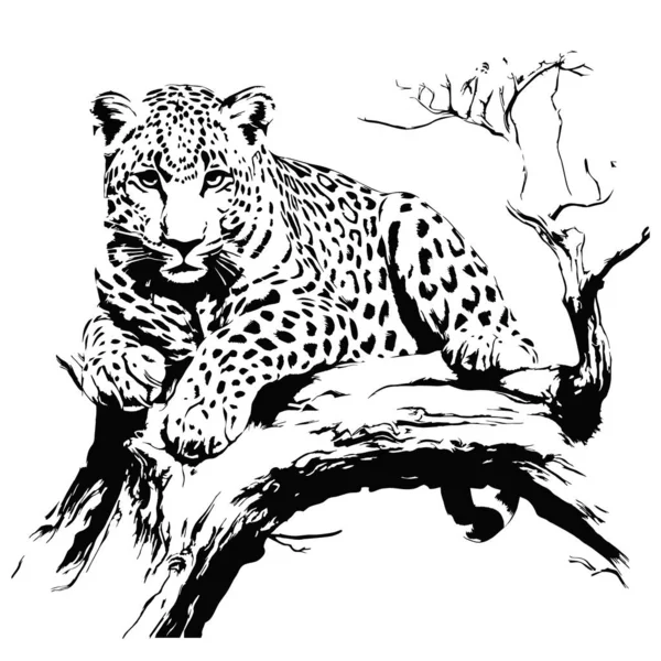 Векторний Сніговий Леопард Ірбіс Дикі Коти Графічна Ілюстрація Ілюстрація Створена — стоковий вектор