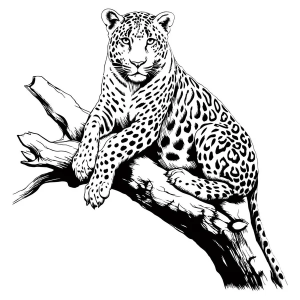Kot Lampart Siedzi Drzewie Ręcznie Rysowana Ilustracja Projektu Tatuażu Emblematu — Wektor stockowy