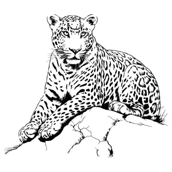 Леопардовый Кот Сидит Дереве Ручная Иллюстрация Рисунка Татуировки Эмблемы Значка — стоковый вектор