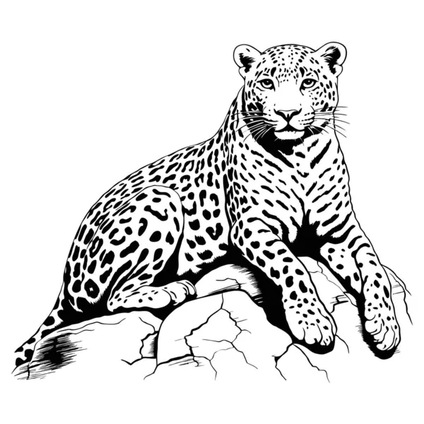 Leopard Ligger Sten Gren Linje Konst Genererad Illustration — Stock vektor