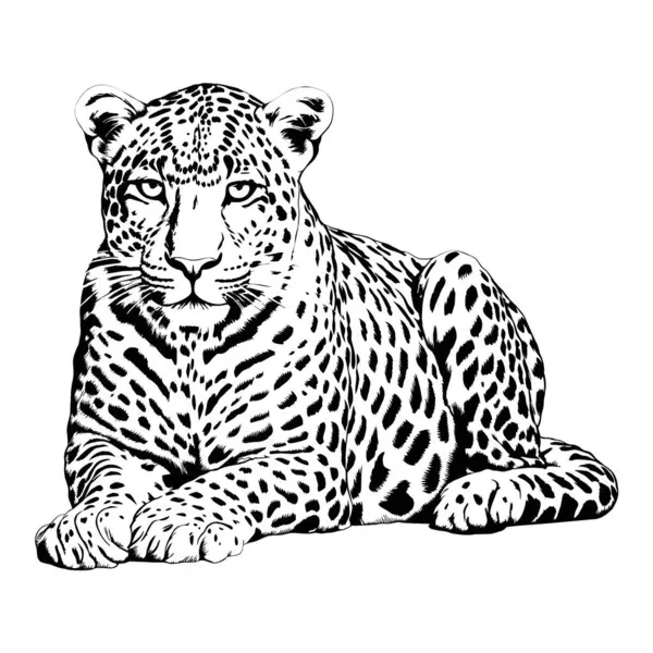 Schizzo Vettoriale Bianco Nero Della Jaguar Bugiarda Illustrazione Generata — Vettoriale Stock