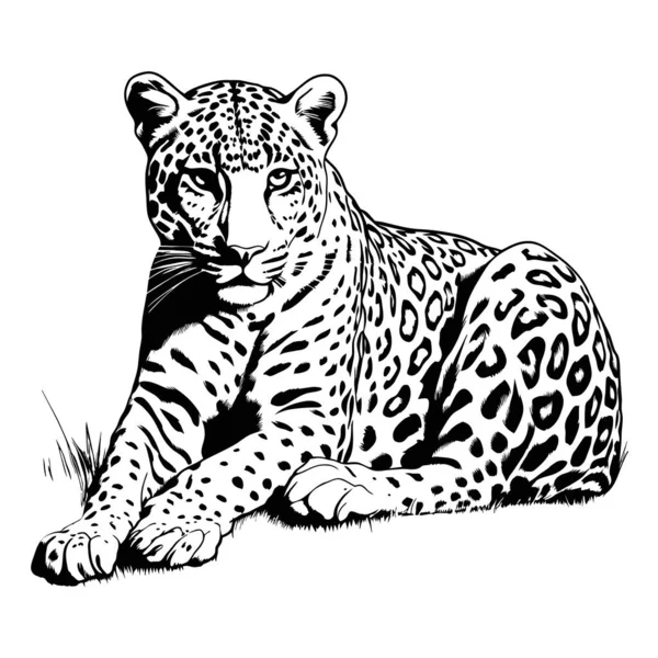Black White Vector Sketch Lying Jaguar Generated Illustration — Stock Vector