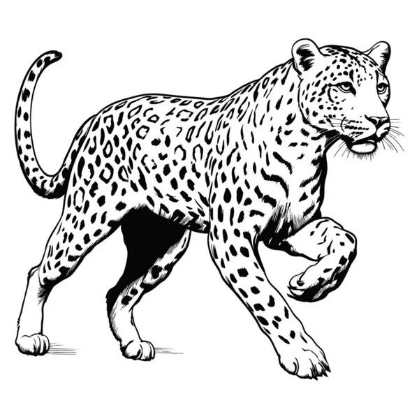 Ataque Leopardo Linhas Ilustração Leopardo Vetorial Abstrato Fundo Branco Gerado — Vetor de Stock