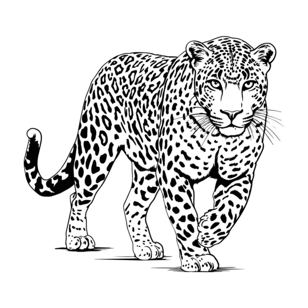 攻击豹线图解 白色背景上的摘要向量豹 Ai生成的示例 — 图库矢量图片