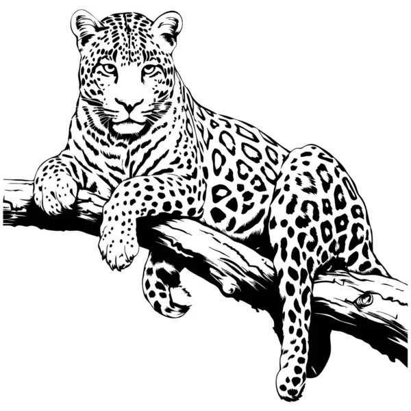 Leopard Βρίσκεται Ένα Κλαδί Δέντρο Γραμμή Τέχνης Παραγόμενη Απεικόνιση — Διανυσματικό Αρχείο