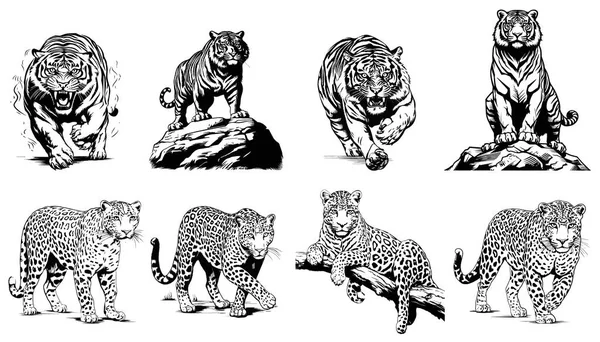 Tigre Leopardo Aquila Vettoriale Illustrazioni Disegnate Mano Designer Altri Usi — Vettoriale Stock