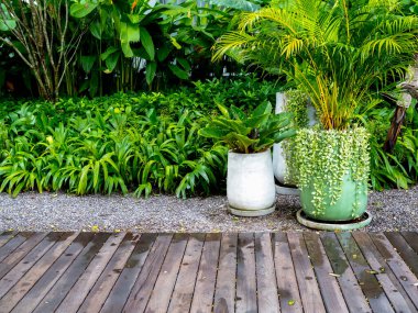 Big green ceramic pot with ivy plant and tropical palm tree near concrete pots with green leaves on gravel ground near greenery garden and wet wooden plank walkway after rain. Gardening decoration.