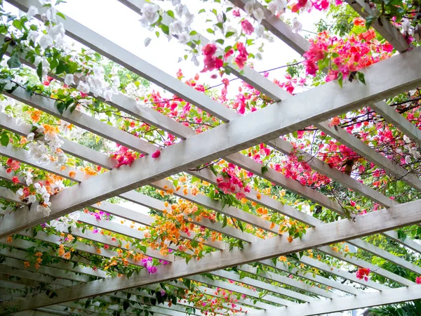 Flowers decoration on wooden pergola roof. Landscape home design background. Ivy plant on the white wooden slatted roof.