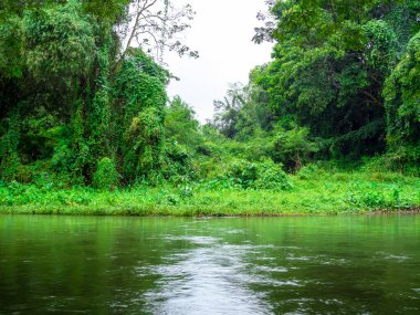 Green beautiful nature background with trees in rainforest and stream river. Jungle view, peaceful and calm, relaxing natural place backgrounds.